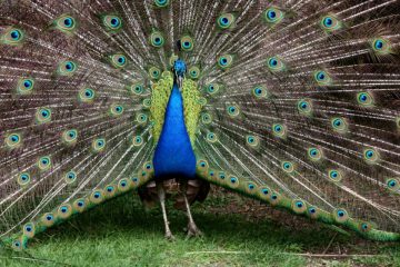 piestany ilustracné foto pav