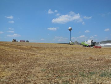 kocin zatva jacmen obilie