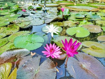 piestany ilustracka lekna