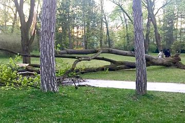 padnuty strom mestsky park