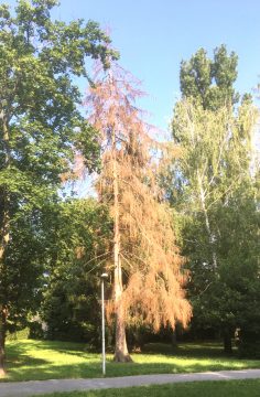 suchy strom park piestany