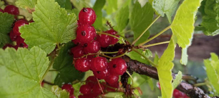 Stačí desať strapčekov plných bobuliek červených rábezlí a budete fit.